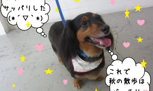 笑顔カニンヘンダックス