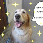 笑顔舌出しゴールデンレトリーバー