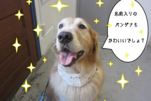 笑顔舌出しゴールデンレトリーバー