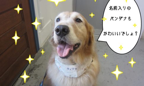 笑顔舌出しゴールデンレトリーバー