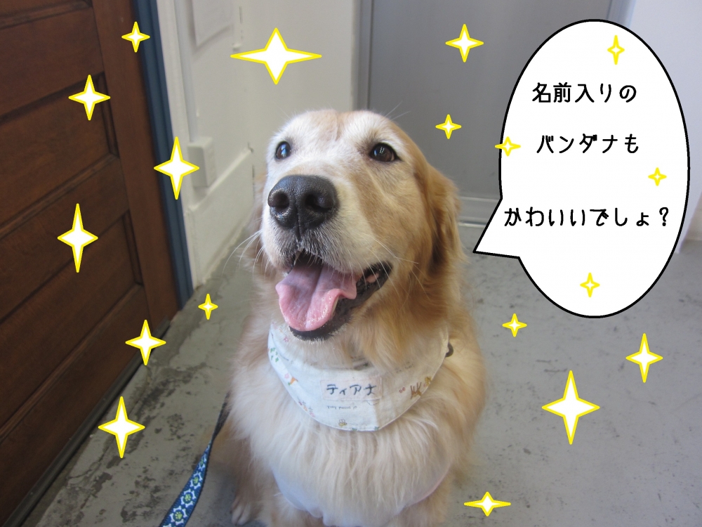 笑顔舌出しゴールデンレトリーバー