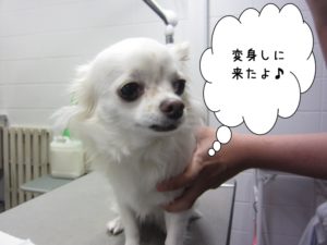 カット前チワワ