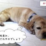 くつろぎコッカー