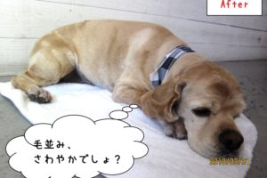 くつろぎコッカー