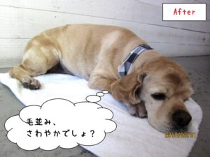 くつろぎコッカー