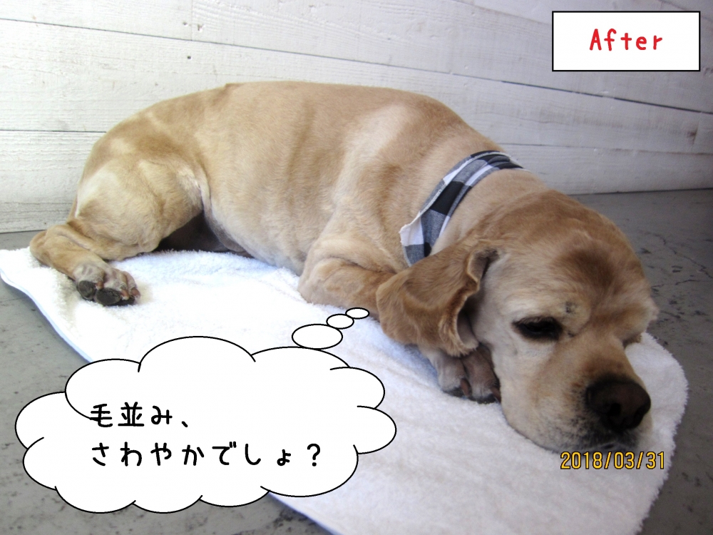 くつろぎコッカー