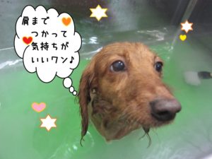 スパ中ミニチュアダックス