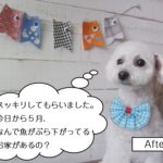 おすわりおすましトイプードル