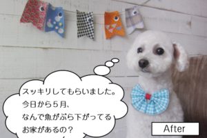 おすわりおすましトイプードル