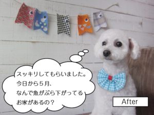 おすわりおすましトイプードル