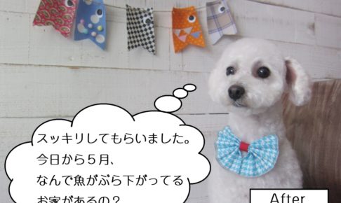 おすわりおすましトイプードル