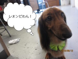 施術後ミニチュアダックス