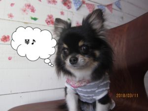 施術後チワワ