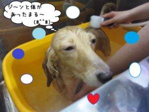 スパ中ミニチュアダックス