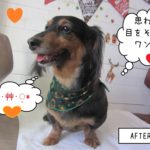 笑顔ミニチュアダックス