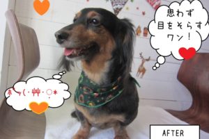 笑顔ミニチュアダックス