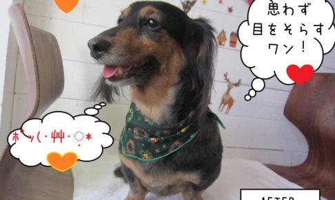 笑顔ミニチュアダックス