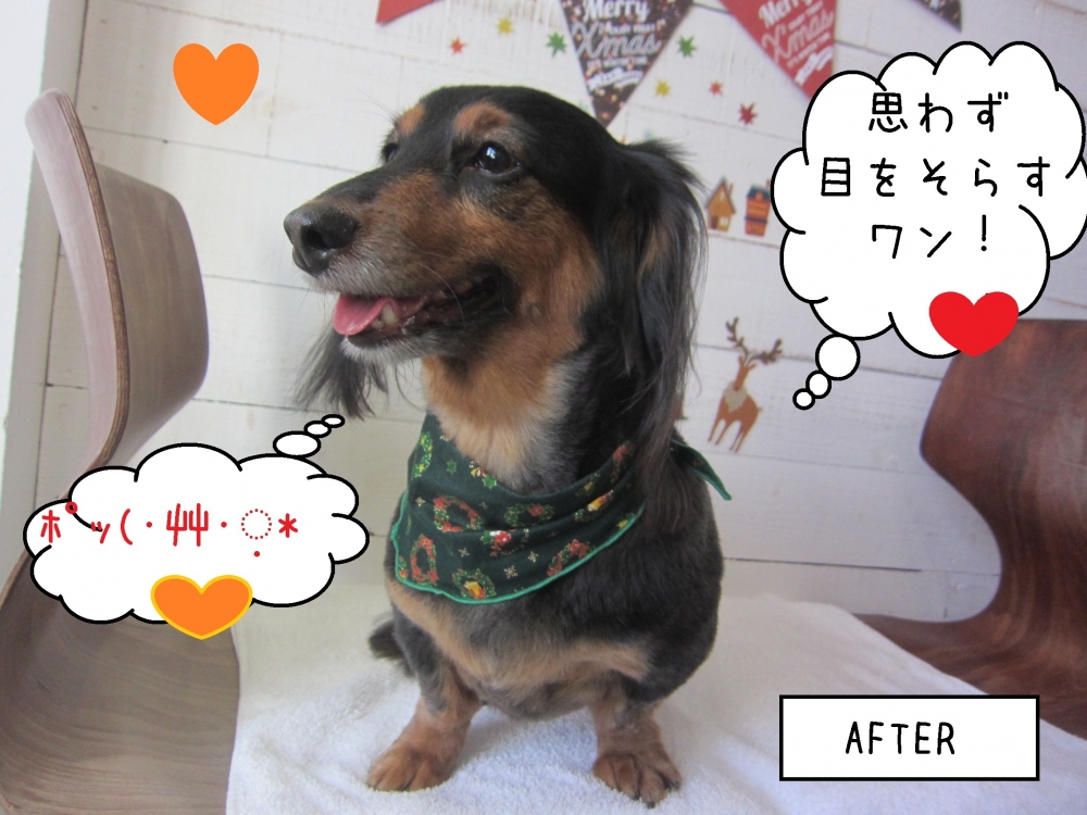 笑顔ミニチュアダックス