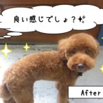 横からトイプードル