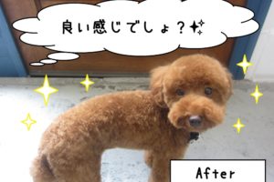 横からトイプードル