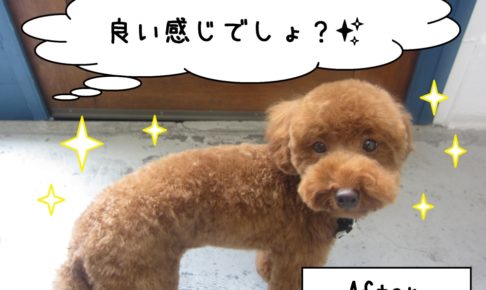 横からトイプードル