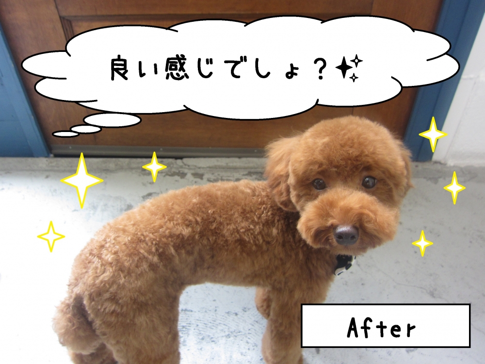 横からトイプードル