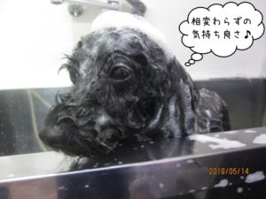 シャンプー中トイプードル