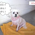 おすわりマルチーズ