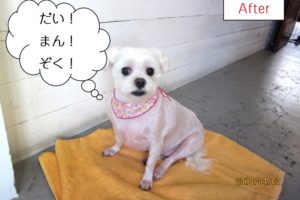 おすわりマルチーズ