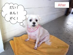 おすわりマルチーズ