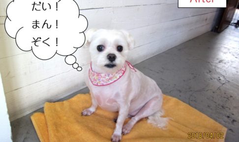 おすわりマルチーズ