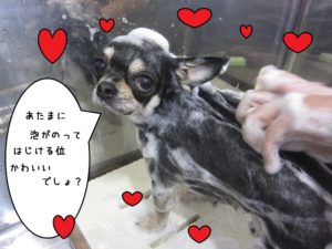 シャンプー中チワワ