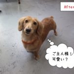 見上げるミニチュアダックス