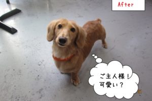 見上げるミニチュアダックス