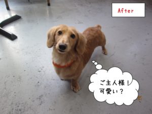 見上げるミニチュアダックス