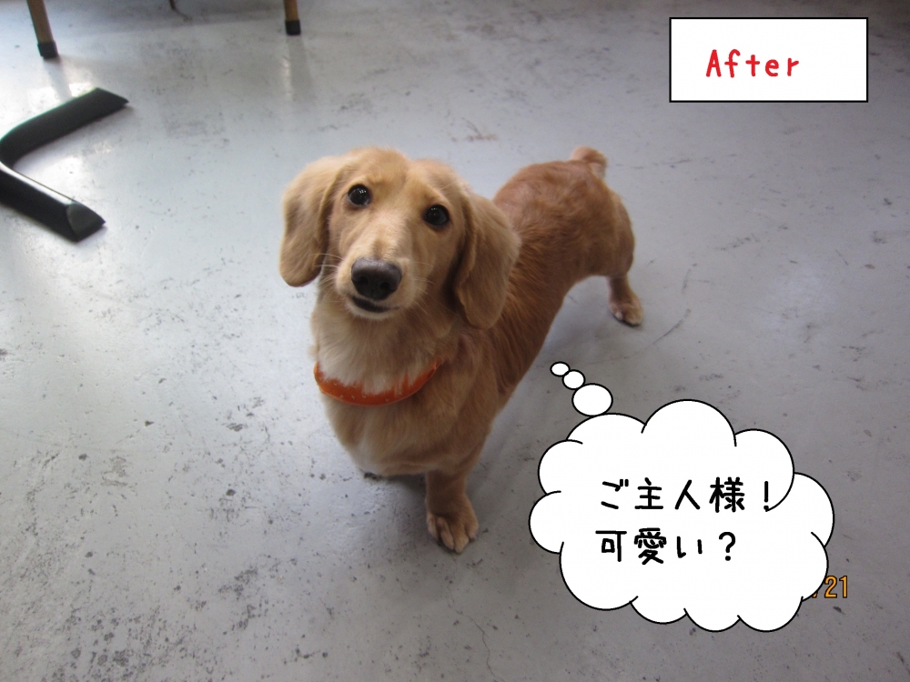 見上げるミニチュアダックス