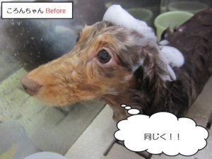 シャンプー中ミニチュアダックス