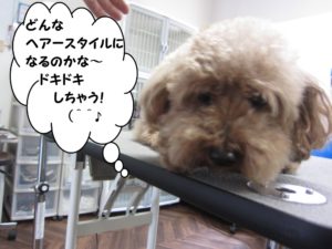 カット前トイプードル