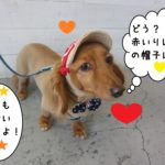 おすましオシャレミニチュアダックス