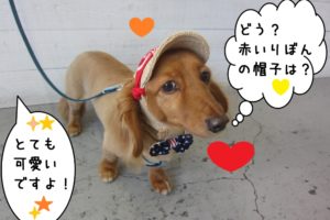 おすましオシャレミニチュアダックス