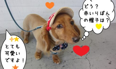 おすましオシャレミニチュアダックス