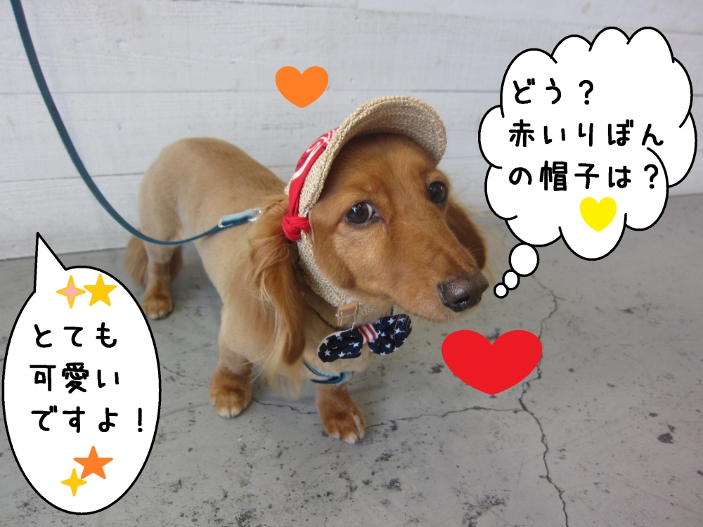 おすましオシャレミニチュアダックス