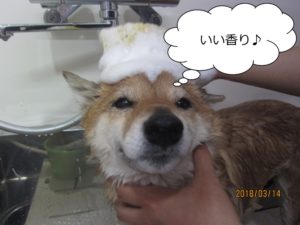 シャンプー中柴犬