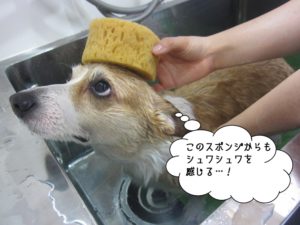 スパ中コーギー