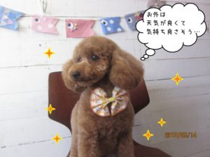 カット後トイプードル