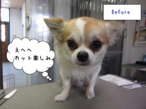 カット前チワワ