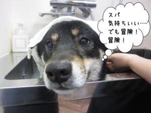 スパ中黒柴犬