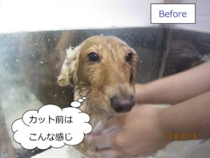 シャンプー中ミニチュアダックス