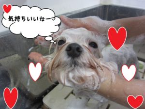 シャンプー中マルチーズ