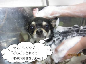 シャンプー中チワワ